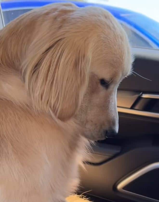 Golden Retriever’s Side-Eye Over Missed Pup Cup Leaves Viewers Laughing Golden Retriever’s Side-Eye Over Missed Pup Cup Leaves Viewers Laughing