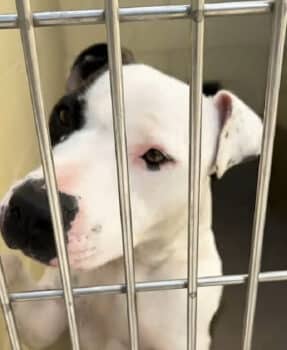 Guy Races To Shelter To Save Dog With Only 5-Minutes Left To Live