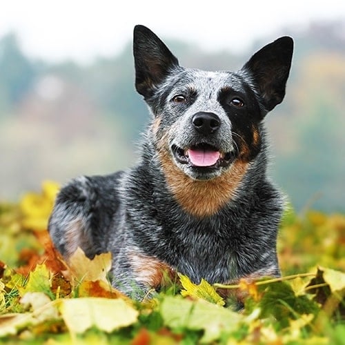 Herding Dog Breeds: Livestock vs. Companion Breeds Herding Dog Breeds: Livestock vs. Companion Breeds