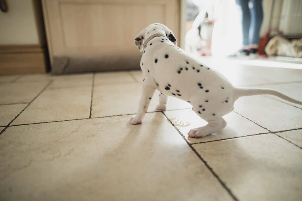 How Often Do Puppies Pee? What To Know About Puppy Bladders How Often Do Puppies Pee? What To Know About Puppy Bladders