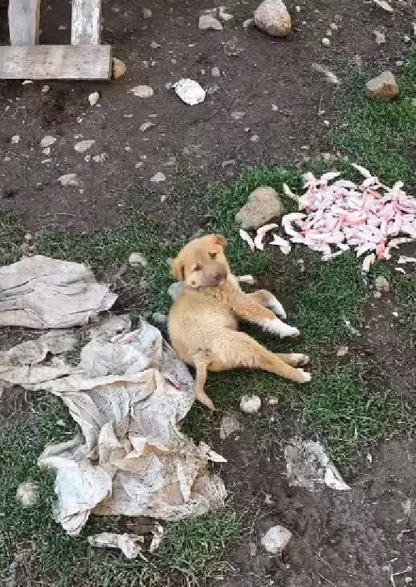 Injured Puppy With Broken Spine Makes Miraculous Recovery Thanks to Rescuers Injured Puppy With Broken Spine Makes Miraculous Recovery Thanks to Rescuers