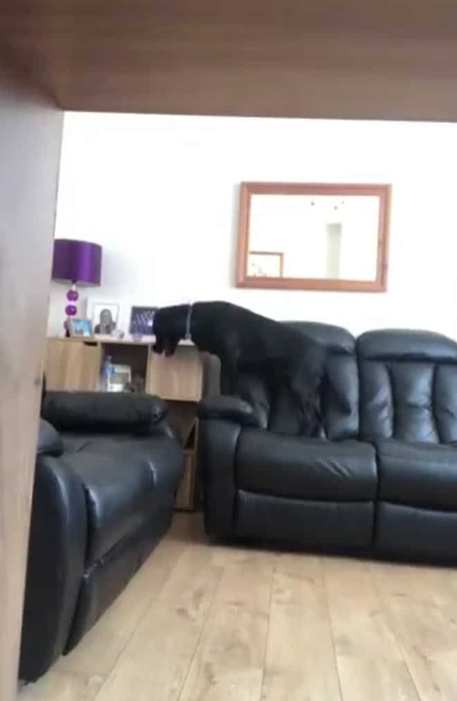 Labrador Grabs Pet Cam and Gives ‘Hilarious’ Home and Garden Tour
