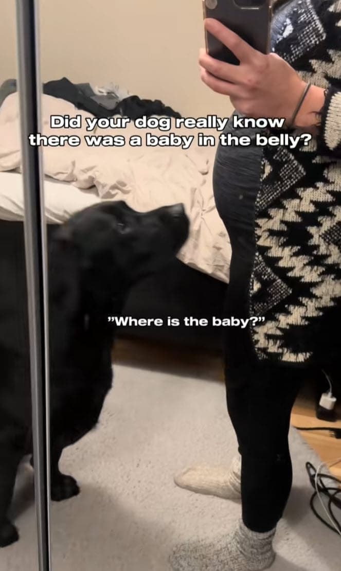 Labrador’s Gentle Nose Boop Captures Magical Bond