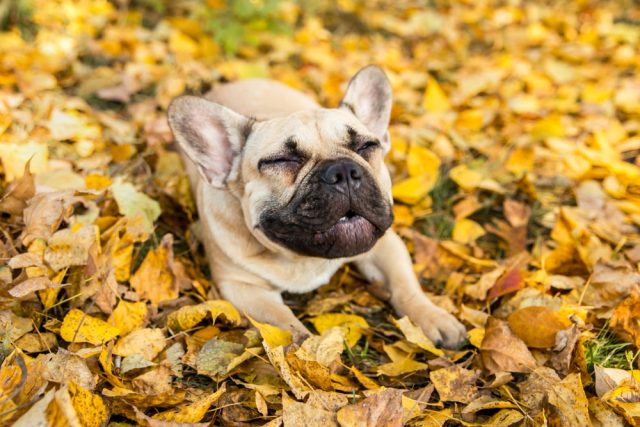 Late Summer Dog Symptoms & What They Really Mean Late Summer Dog Symptoms & What They Really Mean