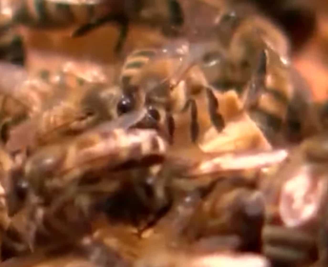 Man Stung 500 Times While Trying to Save His Dog From Killer Bees