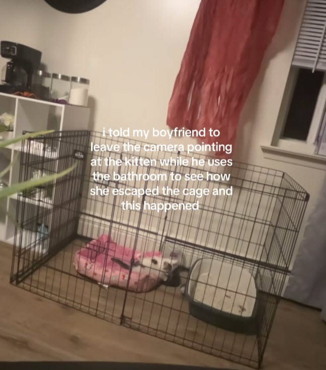 Mischievous Kitten Shows Off “Houdini” Escape Skills, All Caught On Video Mischievous Kitten Shows Off “Houdini” Escape Skills, All Caught On Video