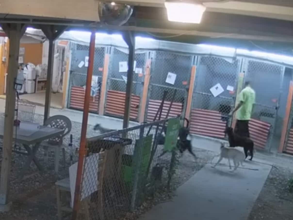 Monster Releases Dogs at Austin Pets Alive! in Deadly Break-In, Police Investigating