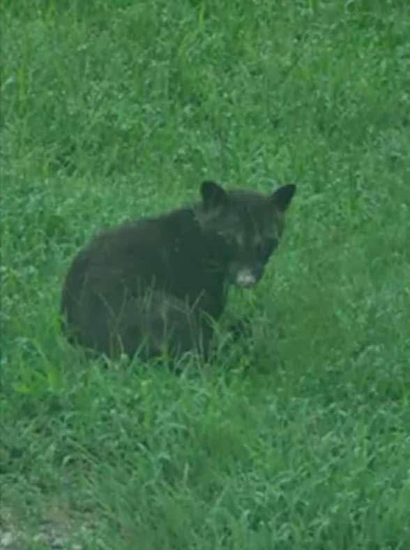 Mystery Animal Spotted Near Lake Sparks Online Debate Mystery Animal Spotted Near Lake Sparks Online Debate