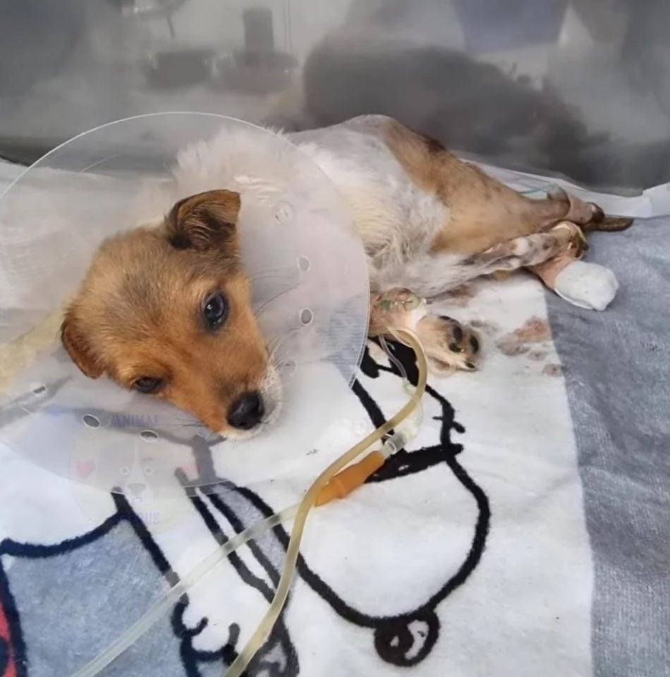 Paralyzed Dog With Broken Spine Finds Love And A New Life After Rescue Paralyzed Dog With Broken Spine Finds Love And A New Life After Rescue