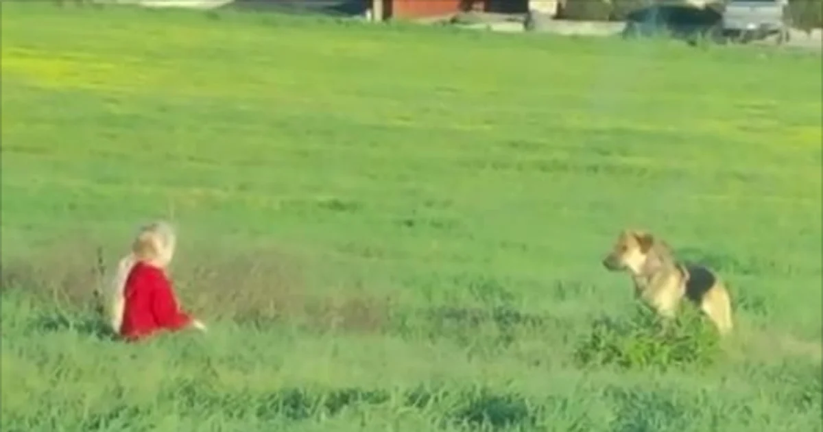 People Couldn’t Get Close To This Stray, But A Little Girl Would Get Through To Her