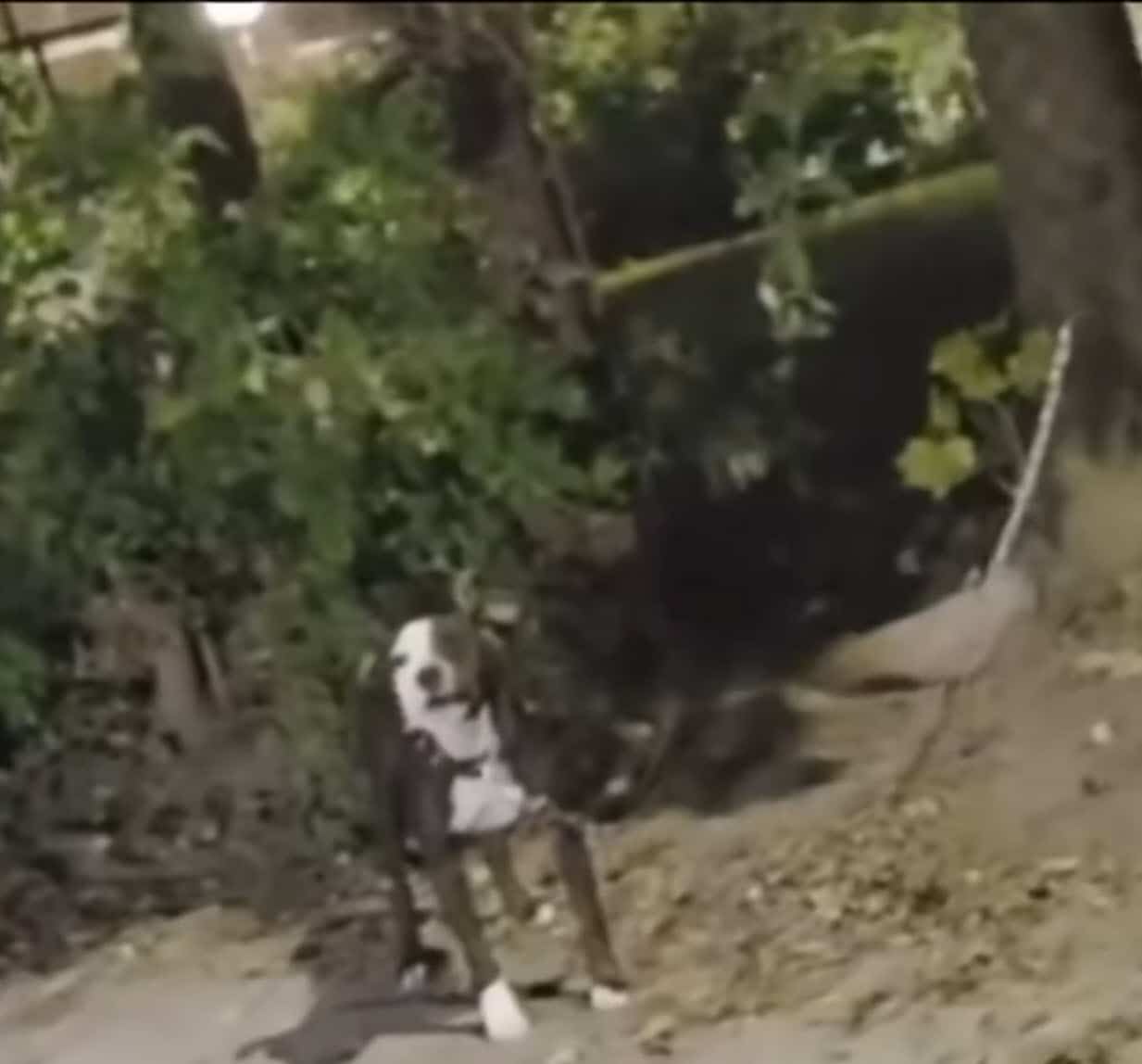 Pit Bull Found Burned and Chained to Fence, Now on the Road to Recovery Pit Bull Found Burned and Chained to Fence, Now on the Road to Recovery