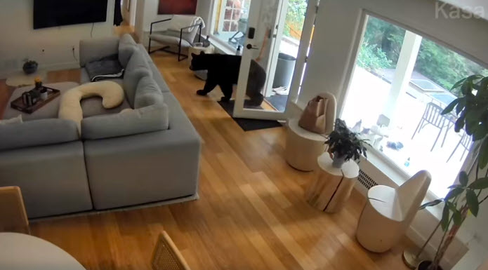 Pomeranian Confronts Black Bear in Their Home And It Was All Captured On Camera Pomeranian Confronts Black Bear in Their Home And It Was All Captured On Camera