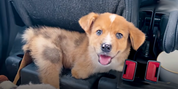 Pup Missing Sternum Couldn’t Play With Others, Longed For Friend Of His Own