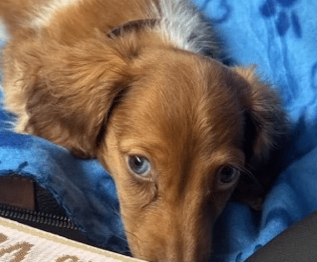 Puppy Bought for K in Pet Store Dies Just Hours Later Puppy Bought for K in Pet Store Dies Just Hours Later