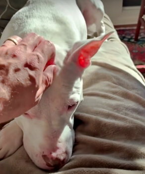 Rehomed Deaf Pit Bull Is Certain She’s Going Back To The Shelter Once Again Rehomed Deaf Pit Bull Is Certain She’s Going Back To The Shelter Once Again