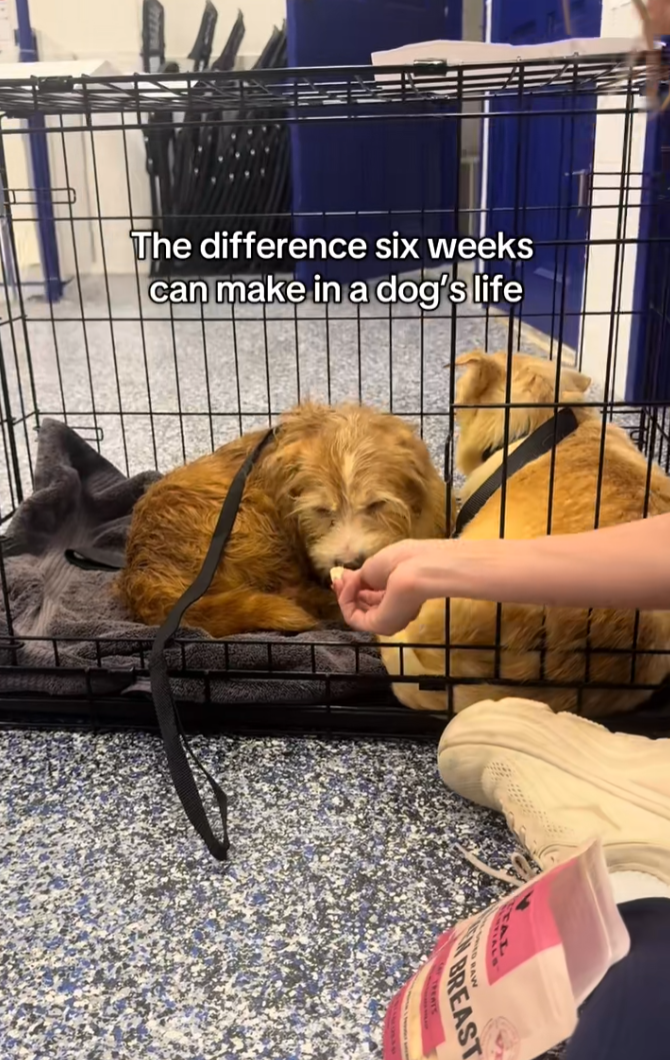 Rescue Dog From Hoarding Case Transforms After 6-Weeks in Foster Care
