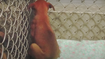 Runaway Dog Stuck In Shelter For 2-Years Smells ‘Home’ From Her Kennel Runaway Dog Stuck In Shelter For 2-Years Smells ‘Home’ From Her Kennel