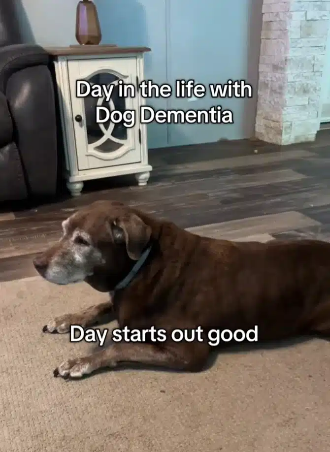 Senior Labrador With Dementia Captures Hearts In Daily Life Video