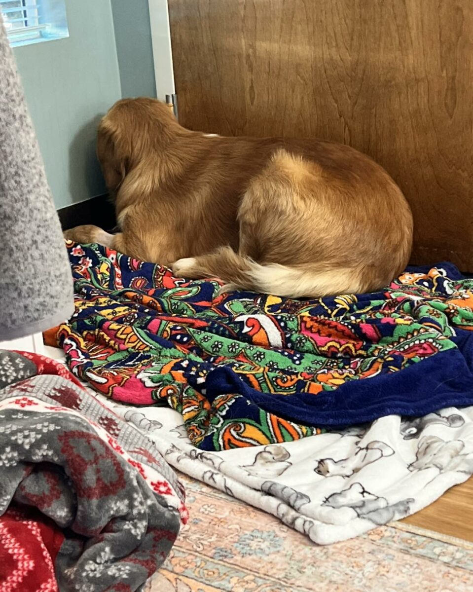 Senior Shelter Dog Transforms After Rescuers Refuse to Give Up on Her Senior Shelter Dog Transforms After Rescuers Refuse to Give Up on Her