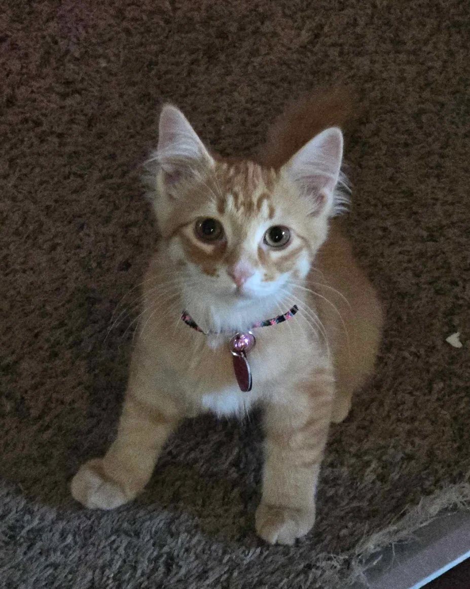 She Heard Cries Coming From a Dumpster. What She Found Changed Her Life Forever