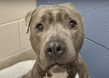 Shelter Dog Didn’t Want To Be Different So He Gave His Plushy A Makeover