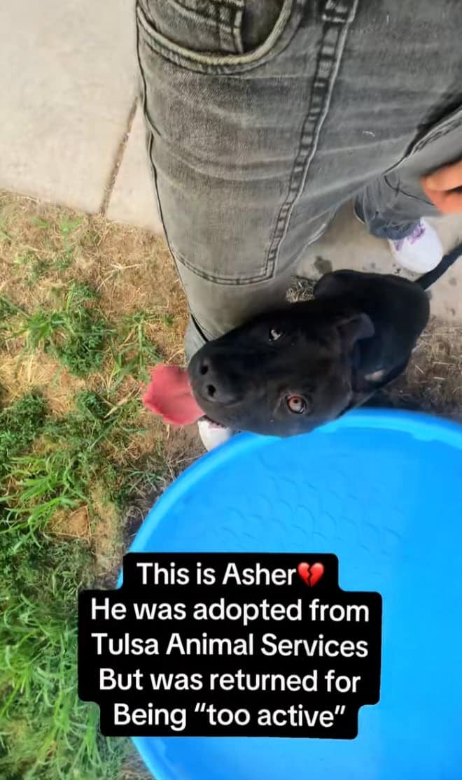 Shelter Volunteer Fights to Save Puppy Returned After Adoption