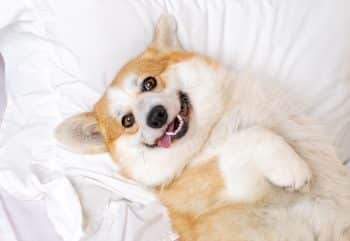 Shop National Dog Day Deals Your Pup Will Definitely Dig Shop National Dog Day Deals Your Pup Will Definitely Dig