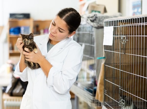 Should You Board Your Cat or Leave Them Home?