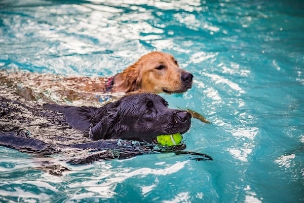 Signs of Water Intoxication in Dogs Signs of Water Intoxication in Dogs