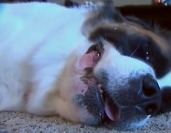 St. Bernard Erratically Woke Up Dad At 2 AM, Refuses To Let Him Go Back To Sleep