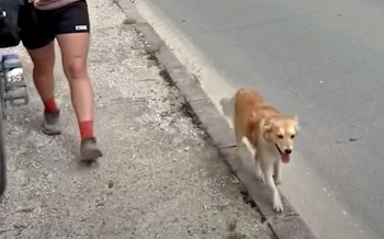 Stray Dog ‘Chases’ Cyclists For Miles, Pining For Adventures And A Home Stray Dog ‘Chases’ Cyclists For Miles, Pining For Adventures And A Home
