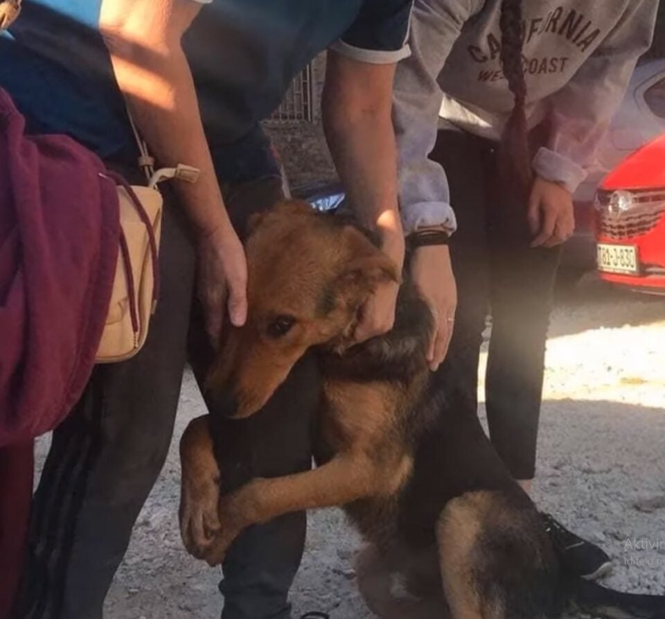 Stray Dog Leads Rescuers to Her Puppies After Begging Strangers for Help Stray Dog Leads Rescuers to Her Puppies After Begging Strangers for Help