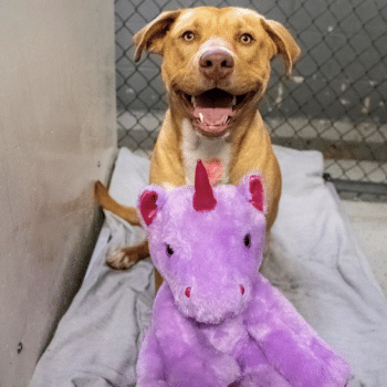 Stray Kept Sneaking Into Store To Steal Plush Toy, So Officer Bought It For Him Stray Kept Sneaking Into Store To Steal Plush Toy, So Officer Bought It For Him