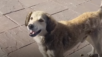 Stray Weaves Through Traffic To Get To Her But She Has To Leave For Now Stray Weaves Through Traffic To Get To Her But She Has To Leave For Now