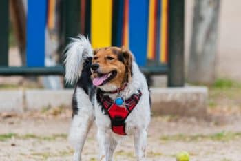 Support Senior Dogs in All the Right Ways with These 13 Amazon Finds Support Senior Dogs in All the Right Ways with These 13 Amazon Finds