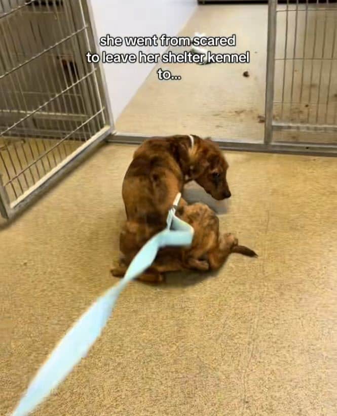 Terrified Shelter Puppy Learns to Trust Thanks to Volunteer’s Gentle Patience Terrified Shelter Puppy Learns to Trust Thanks to Volunteer’s Gentle Patience