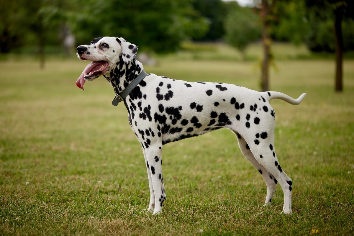 The 15 Most Athletic Dogs for Parents Who Love to Move