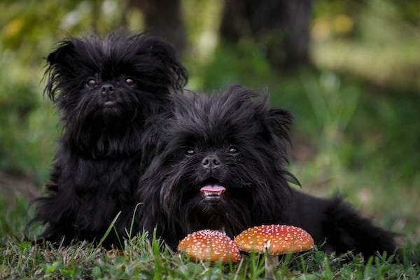 The 27 Most Popular German Dog Breeds The 27 Most Popular German Dog Breeds