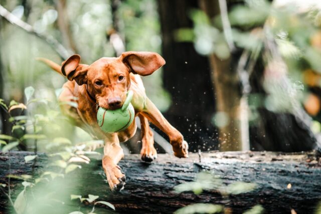 The 9 Best Dog Activity Trackers For 2025 The 9 Best Dog Activity Trackers For 2025