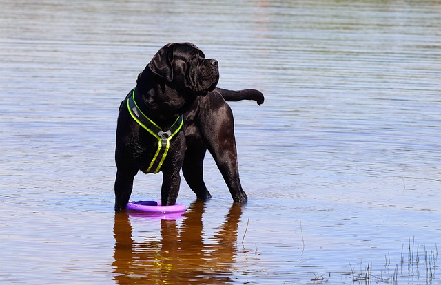 The Best 7 Cane Corso Activity Trackers For 2025