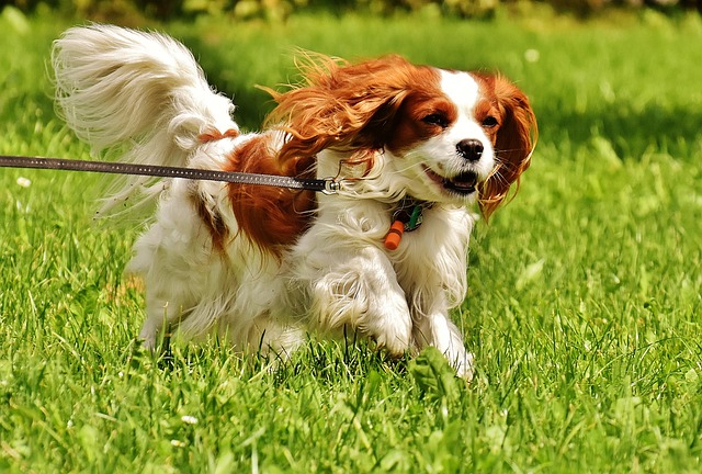 The Best 7 Cavalier Activity Trackers For 2025 The Best 7 Cavalier Activity Trackers For 2025