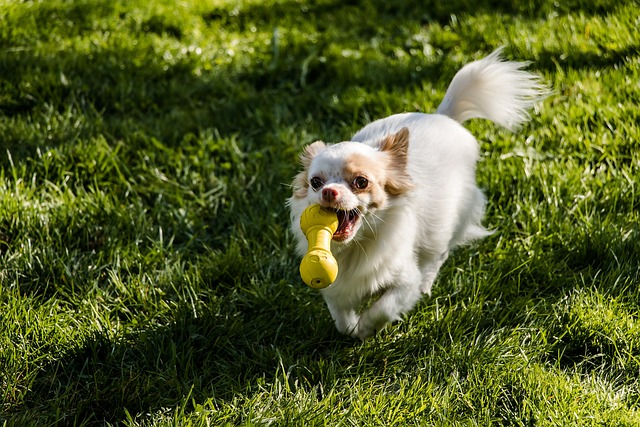 The Best 7 Chihuahua Activity Trackers For 2025 The Best 7 Chihuahua Activity Trackers For 2025
