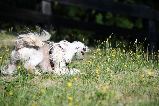 The Best 7 Chinese Crested Activity Trackers For 2025 The Best 7 Chinese Crested Activity Trackers For 2025