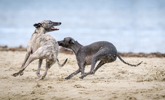 The Best 7 Greyhound Activity Trackers For 2025