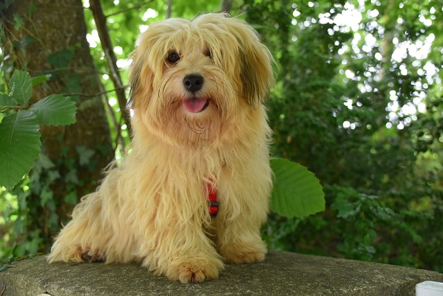 The Best 7 Havanese Activity Trackers For 2025