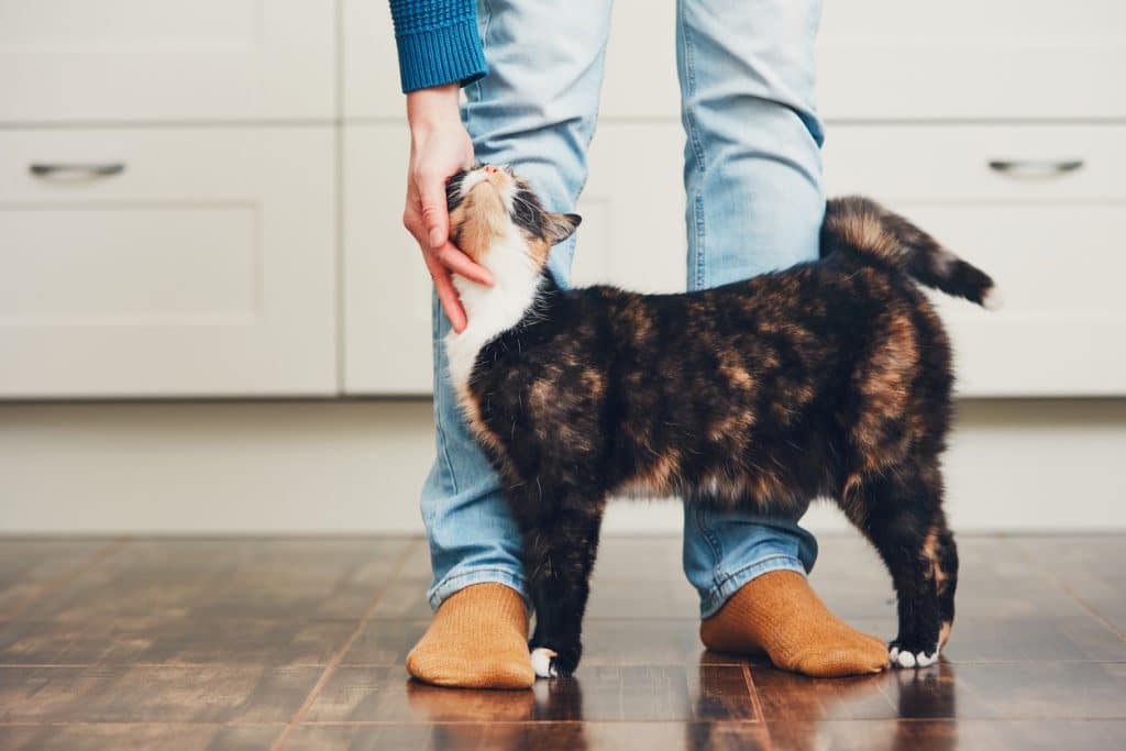 Tips for Choosing and Vetting a Cat Sitter