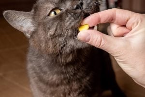 Tips for Finding a Good Senior Cat Sitter Tips for Finding a Good Senior Cat Sitter
