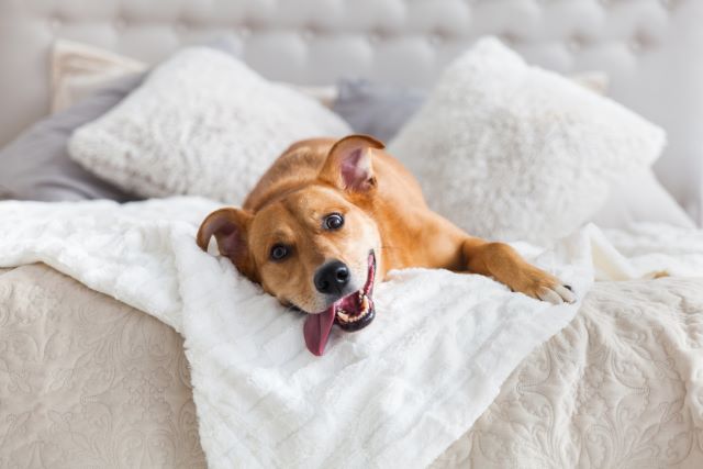Top 9 Senior Dog Beds on Chewy: Ultimate Comfort & Support for Older Dogs Top 9 Senior Dog Beds on Chewy: Ultimate Comfort & Support for Older Dogs