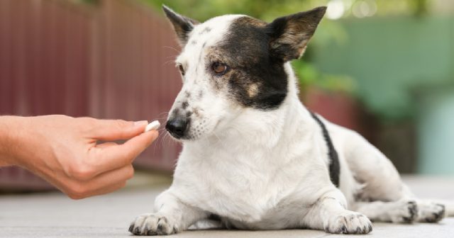 Transform Your Dog’s Life with the Best Hip & Joint Supplements on Chewy