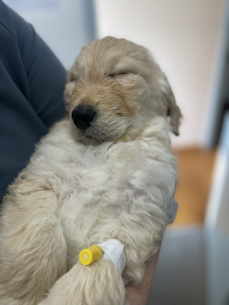 Vet Rescues 7-Week-Old Puppy From Euthanasia, Gives Him a Second Chance at Life Vet Rescues 7-Week-Old Puppy From Euthanasia, Gives Him a Second Chance at Life